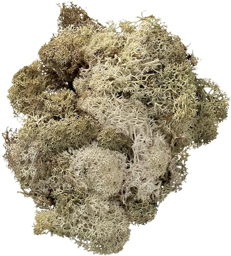 KnorrPrandell KnorrPrandell 216694977 Islandmoos, 50 g, natur hell, Beige