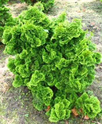 Muschelzypresse Chamaecyparis obtusa Nana Gracilis 20-25 cm breit im 1,5 Liter Topf | Immergrün, winterhart & pflegeleicht – kompakter Wuchs mit dekorativem Laub