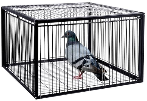 MAAOBR Taubenfalle Mit Ausbruchsicherem Design, Humane Tierfallenkäfige Für Lebende Tiere, Taubenkäfig Mit Einwegeingang, Hühner- Und Vogelfallenkäfig, Einfache Montage (Size : 60x60x26cm)