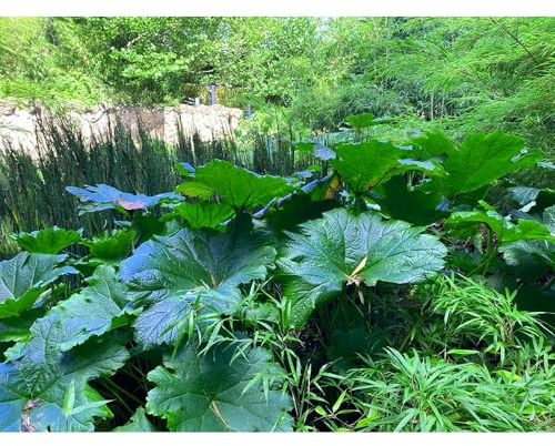 Semillas de de hojas gigantes resistentes,Semillas de,resistentes para el jardín.25pcs