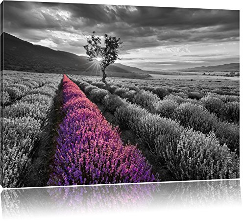 Pixxprint Lavendelfeld mit einsamen Baum B&W, Größe: 100x70cm, Leinwandbild, fertig gespannt, Wandbild, Dekoration, Kunstdruck, kein Poster