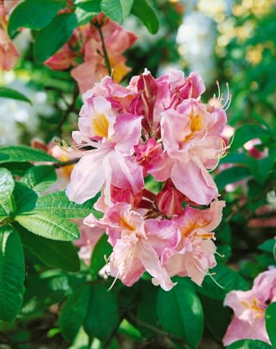 Rhododendron luteum 'Cecile' 40-50 cm - Gelber Rhododendron, duftende gelbe Blüten, Blütezeit Mai-Juni, ideal für Halbschatten, bienenfreundlich, winterhart