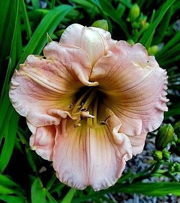 2016 SEMI ~ Hemerocallis (Hemerocallis) surtido ~ 15 SEMI