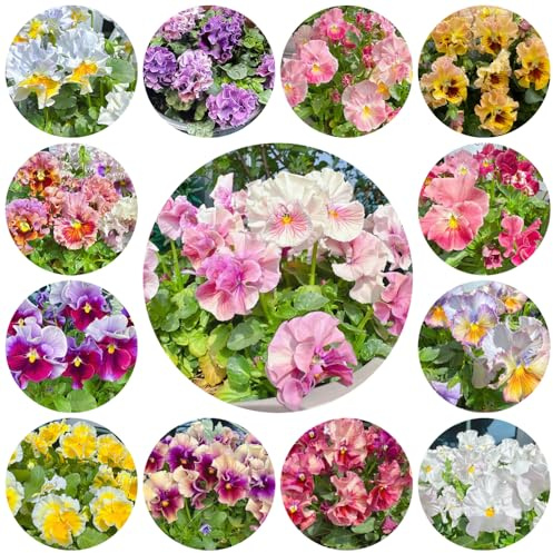 semi di viola del pensiero, resistenti decorazione balcone giardino 550pcs