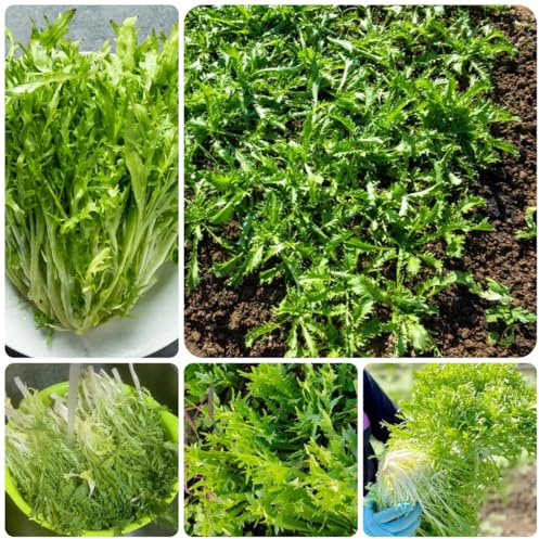 comprar endivias sostenibles semillas de endibia resistentes jardines de rocas Cultivo trepadoras Camas elevadas el jardín semillas hortalizas 500Semillas