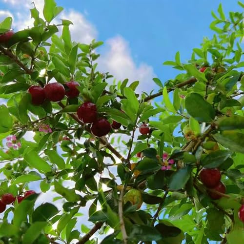 Acerola kirschbaum Süsskirsche - bonsai säulenobstbäume winterharte balkonpflanzen kräutergarten wildkräuter obstsamen pflanzensamen topfpflanzen draußen winterhart 30samen