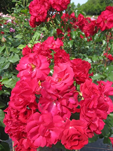 Rosa Rotilia ® - Stammrose Rotilia ® - Kordes-Rose - ADR Rose - Rigo Rosen