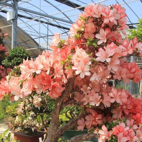 semillas resistentes de azalea resistentes, decorativas, rododendro balcón, cortadas jardín 500pcs