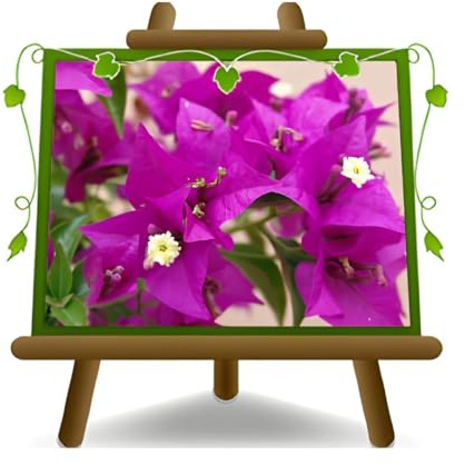 EURO PLANTS VIVAI Bougainville Sanderiana a Cespuglio pianta ornamentale | Ideale per creare siepi fiorite, decorare muri, pergolati e vasi - vaso da 22 cm Chioma: 40-50 cm