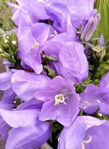 Staude Glockenblume Campanula persicifolia Azure