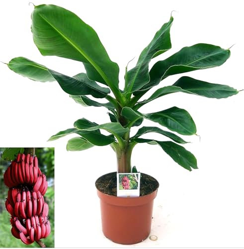 BANANO A FRUTTO ROSSO (MUSA VELUTINA) VASO 18CM DIAMETRO, PIANTA DEL BANANO, pianta vera