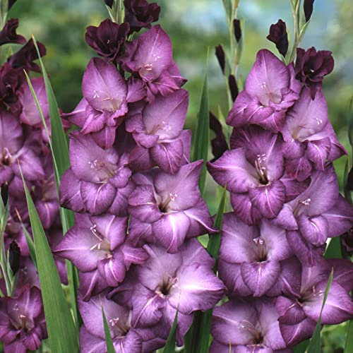 25 x Gladiolus Large Flowering Blue – Long-Lasting Royal Cut-Flowers – Perennial – Summer Flowering Bulbs – for Your Beautiful Garden