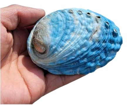 BPABDEITR Grande Coquille Naturelle Coquillage d'ormeau Naturel 7-9 cm