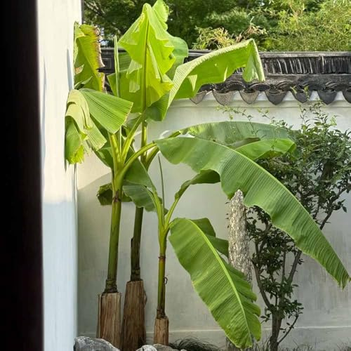semi di banana - colonnari bonsái banana perenne resistenti banano 25pcs