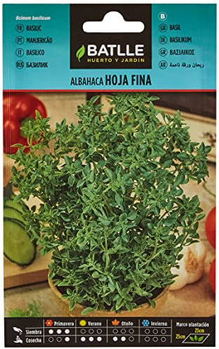 Semillas Batlle - Basilico lama sottile