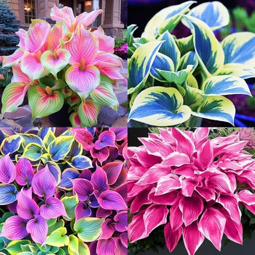 (HGJKYTFCDG) - Hosta winterhart - Pflegeleichte Funkien- vielfältigen Sorten für abwechslungsreiches Grün-4Rhizome-D