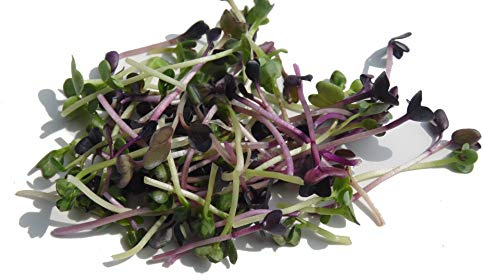 1 Kg BIO Keimsprossen Radies Michelangelo Keimsaat für die Sprossenanzucht Sprossen Microgreen Mikrogrün