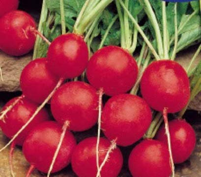 Pcs - 40x Radis Saxa2 - Graines Radis Légumes Salade Jardin Herbes KS396 - Seeds & Plants Shop by Ipsa