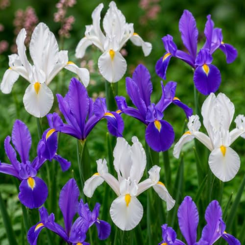 Holländska Irisar Blue Paradise Mix - 50 Lökar - Svärdsliljor Kollektion