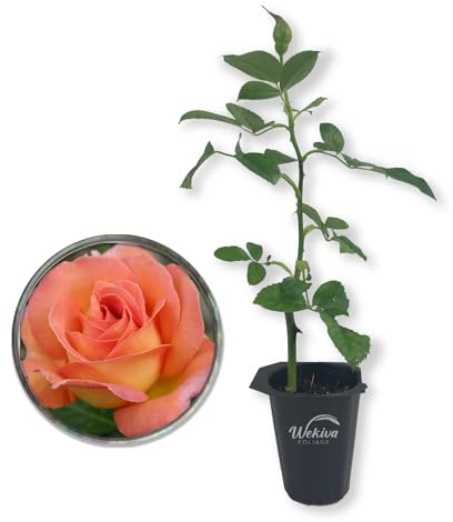 Tahitian Sunset Rose Bush - 1 Live Starter Plant - Stunning Hybrid Tea Rose Cultivar Adds Color and Fragrance to Any Garden