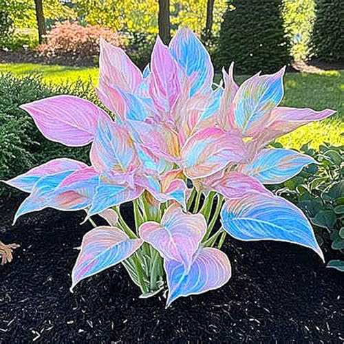 Hosta bulbi,Hosta pianta vera,Piante erbacee perenni,Facile da curare,Decorazione del giardino, bulbi belli e sani,Bellissimo(non fiori artificiali)-4 Bulbi-J