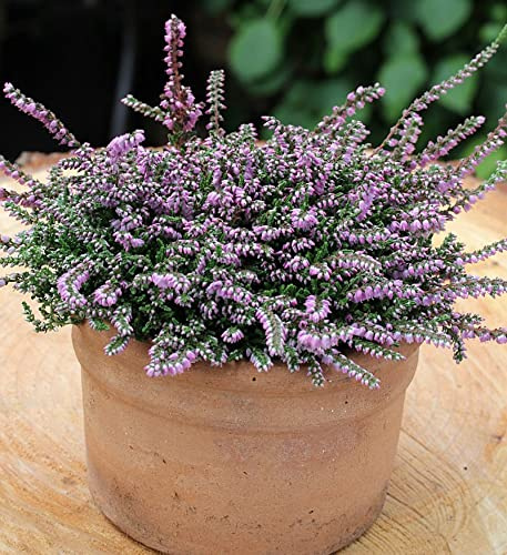 10x Besenheide Dirry - Calluna vulgaris - lebende Gartenpflanze aus den Baumschulen