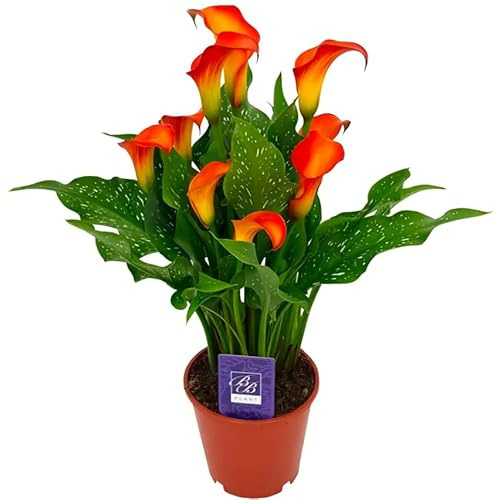 Cala Natural Planta de Interior y Exterior con Flores Mix Color