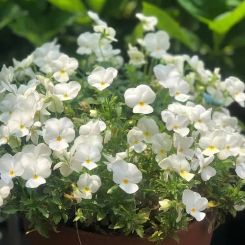 Semi di viola cornuta, Viola cornuta - Le da giardino sono rare semi di varietà antiche 120pcs