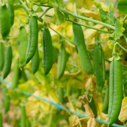 erbsen - bio erbsensamen winterharte garten gartenkräuter exotische winterhart wintergemüse 180pcs