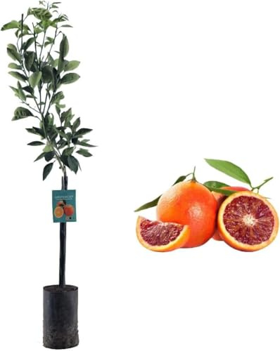 Pianta da Frutto in Fitocella, 2 Anni, Altezza 150 cm, Resistente, per Balconi Terrazze e Piccoli Giardini 1 PIANTA DI (ARANCIO SANGUINELLO)