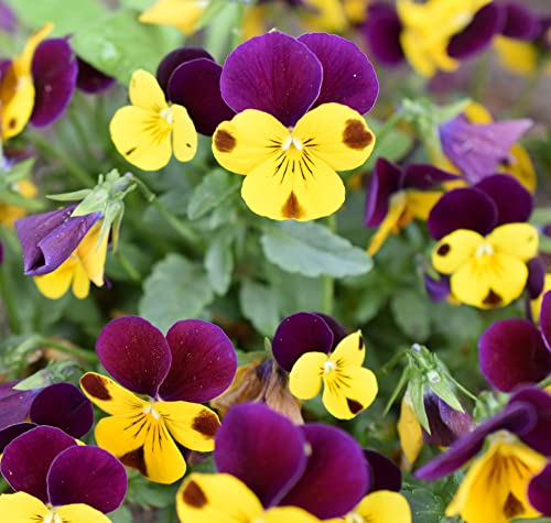 Hornveilchen Johnny Jump Up