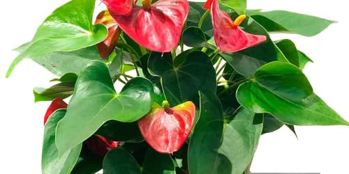 Anturio Rojo Planta de Interior con Flores Rojas Naturales