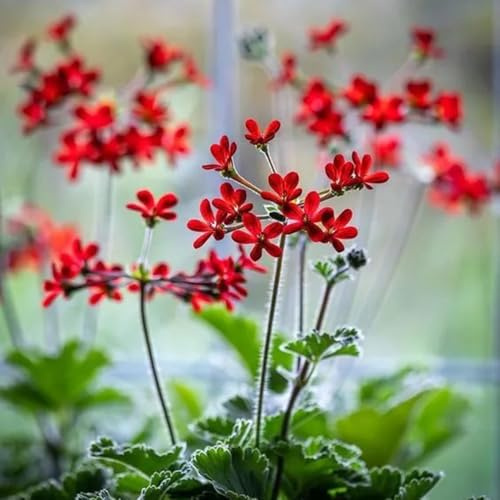geranien stehend - pelargonium - schnittblumen winterharte deko balkon winterharte kübelpflanzen bio blumenbeet zierblumen blumendeko 85samen