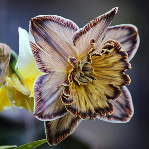 Narciso Bulbi,Piante erbacee perenni,Narcisi bulbi rosa,narciso fiore bulbi,Narcisi Bulbi Mix,bulbi di fiori doppi,Bulbi belli e sani,Daffodil bulbi(Senza semi,non artificiali)-4bulbi-B