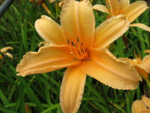 Staudenkulturen Wauschkuhn Hemerocallis Hybr. 'George Cunningham' - Taglilie - Staude im 11cm Topf