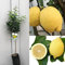 SAVINI VIVAI Pianta di Limone Albero Agrumi Limone Internodato Siracusano in Fitocella Altezza 100-120 cm di 1 anno di Innesto Made Italy