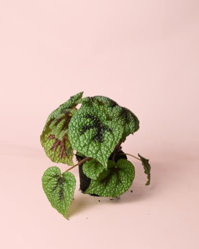 Begonia Iron Cross | Plantas Naturales Interior | Pur Plant