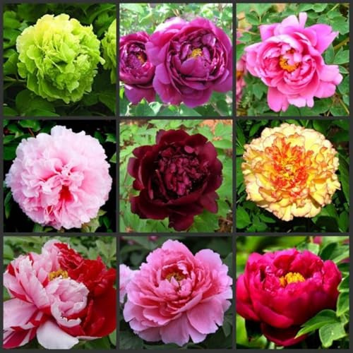 Peonia erbacea perenne,bulbo da fiore che fiorisce in primavera,ha una forte resistenza al freddo,peonia rizoma(Nessun seme,bulbo,non artificiale)-1Radice-N