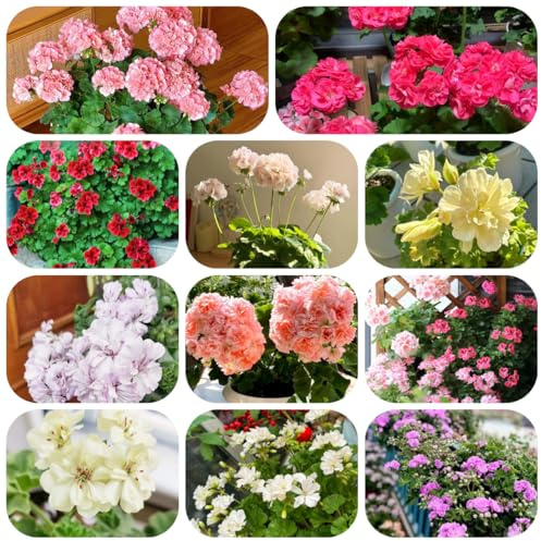 plantas colgantes de geranio - semillas bonsái flores plantas resistentes para el jardín jardín Plantas en maceta resistentes al aire libre semillas 450pcs