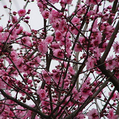 200 piezas Semillas ciruelo - semillas de jardín prado de mariposas silvestres