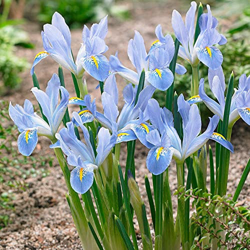 10 x Iris Reticulata Blue Planet – Spring Flowering Bulbs – Beautiful Blue Blooms – Perennial – Enchanting Fragrance – for Your Beautiful Garden