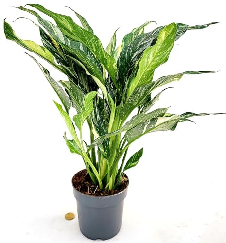 POWERS TO FLOWERS - SPATIFILIUM VARIEGATO, VASO 14 CM DIAMETRO, SPATIFILLO, pianta vera