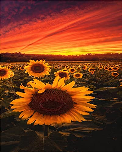 Zdklfm69 Malen nach Zahlen Ölgemälde nach Zahlen Landschaft Erwachsene Sonnenblume Sonnenuntergang auf Leinwand Ölbild Zeichnung Malen nach Zahlen Dekoration Geschenk 40x50cm