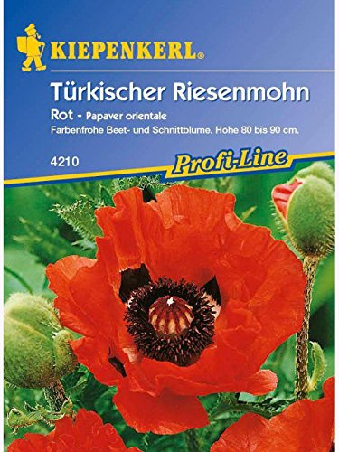 Türkischer Riesenmohn Rot von Kiepenkerl