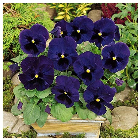 PREMIER SEEDS DIRECT - PANSY - SWISS GIANT - ULSSWATER (DEEP BLUE) - 6500 FINEST SEEDS - BULK
