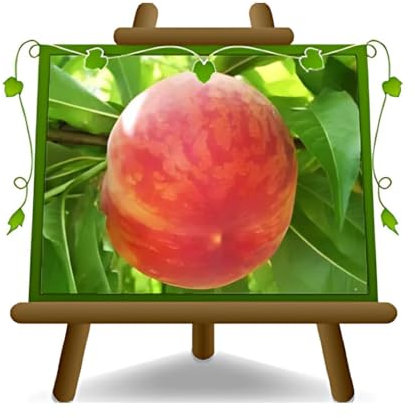 EURO PLANTS VIVAI Pesco Pesche a Polpa Gialla Springcrest - Pianta da Frutto su Vaso ø 24/26 cm - Altezza 170~200 cm - Età 4 Anni