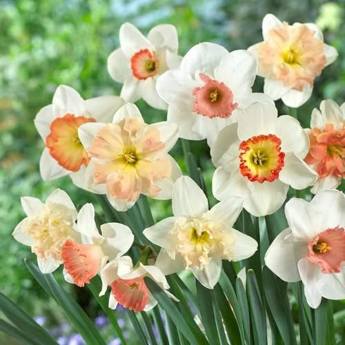 Narcisi Bulbi di Narciso Narcissus bulbi facili da piantare piantare giardini decorazioni per la casa