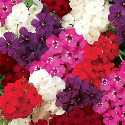 Bedwen Phlox '21st Century Mix' 7cm Plant x3 – Dwarf Annual Phlox for Colourful Bedding & Patio Pots
