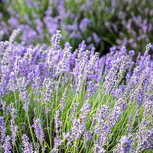 semi di lavanda, raro giardino roccioso recisi balcone 200pcs