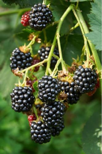 Brombeere 'Loch Ness' – Rubus fruticosus 'Loch Ness' 50-70 cm im Topf, dornenarme Brombeer-Pflanze, reichtragend, pflegeleicht, ideal für Garten & Kübel, robuste Obstpflanze